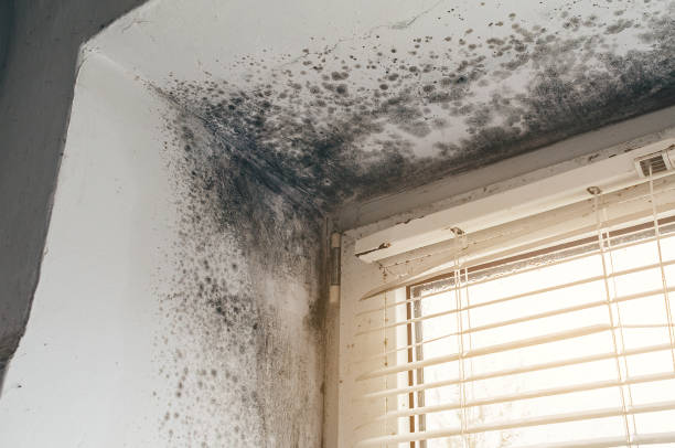 Affordable Attic Mold Removal solutions in Free Soil, MI