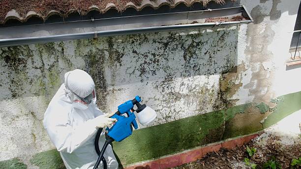 Top rated local Attic Mold Removal specialists in Free Soil, MI